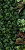 Paper Pro Jane А 50x100