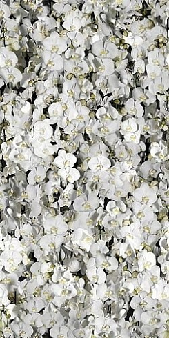 Paper Pro Eva 50x100